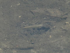 Fundulus notatus