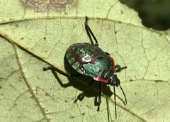 Alcaeorrhynchus grandis