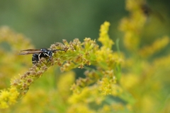 Vespinae