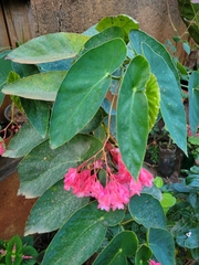 Begonia coccinea