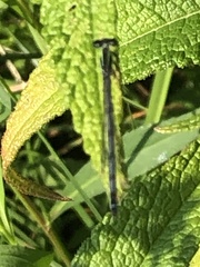 Ischnura