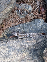 Sceloporus undulatus