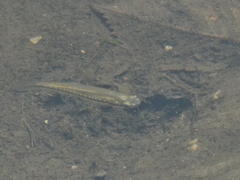 Fundulus notatus