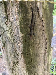 Gonatodes albogularis