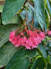 Begonia coccinea