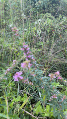 Lespedeza virginica