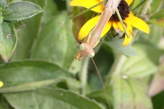 Tenodera sinensis