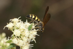 Campsomerinae