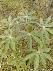Ricinus communis