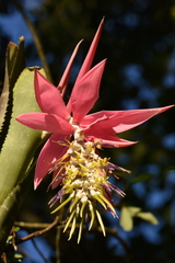 Billbergia zebrina