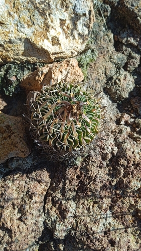 Stenocactus phyllacanthus