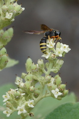 Ectemnius