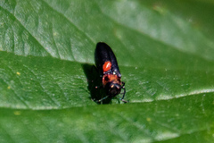 Agrilus ruficollis