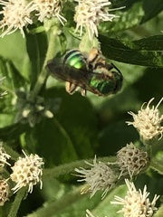 Agapostemon