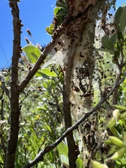 Malacosoma californica