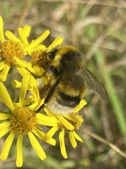 Bombus lucorum