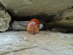 Cepaea nemoralis
