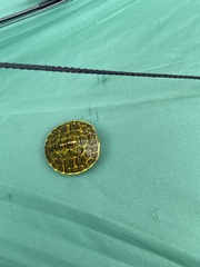 Deirochelyinae