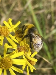 Bombus lucorum