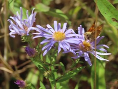 Symphyotrichum subspicatum