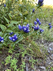 Gentiana linearis