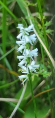 Spiranthes lacera gracilis