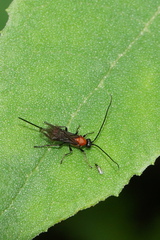 Alysiinae