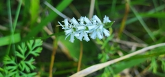 Spiranthes lacera gracilis