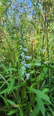 Spiranthes lacera gracilis