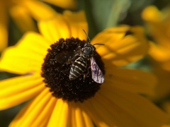 Triepeolus