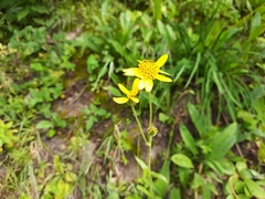 Arnica