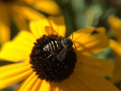 Triepeolus