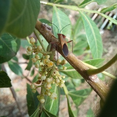 Hypselonotus interruptus