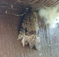 Amphipyra pyramidea