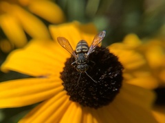 Triepeolus