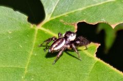 Eris militaris