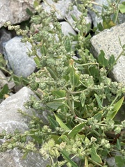 Atriplex prostrata