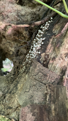 Arcyria cinerea