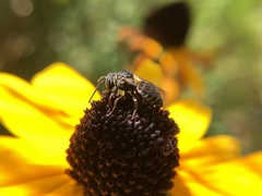 Triepeolus