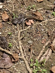 Holcosus quadrilineatus