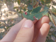 Andricus gigas