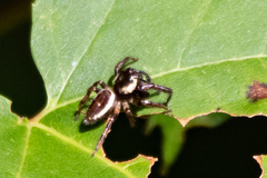 Eris militaris