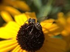 Triepeolus