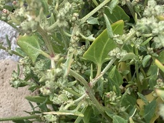 Atriplex prostrata