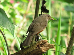 Turdus rufiventris