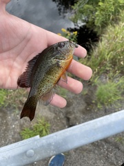 Lepomis auritus