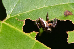 Eris militaris