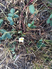 Fragaria