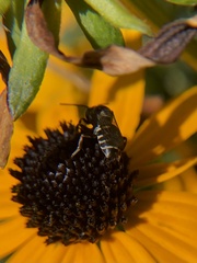 Triepeolus