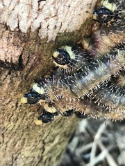 Symphyta